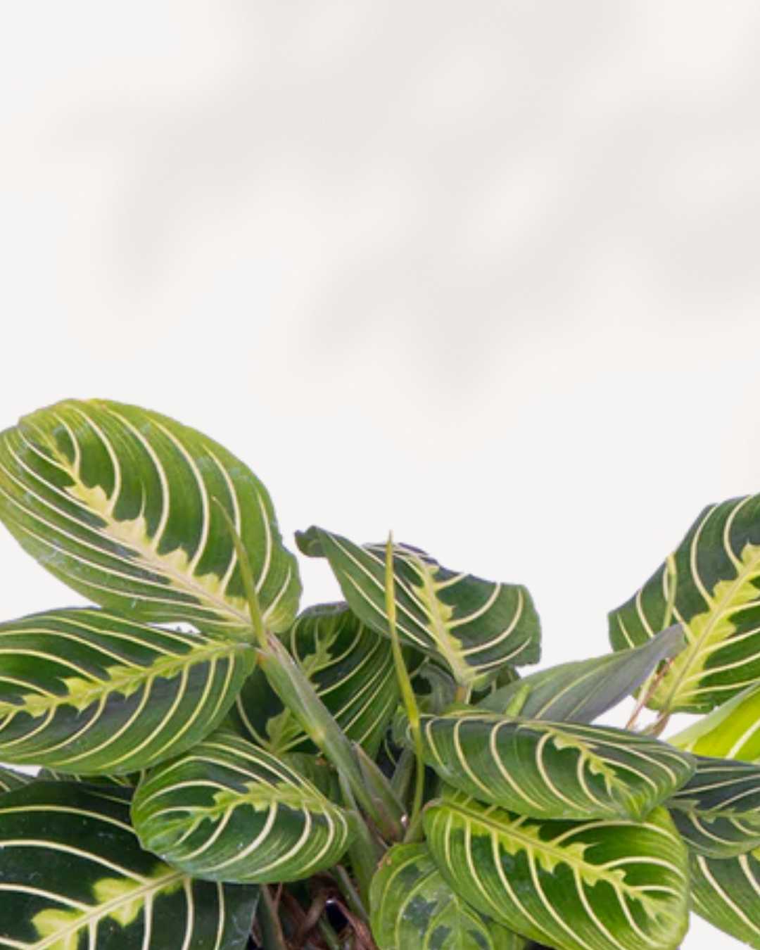 Maranta Lemon Lime