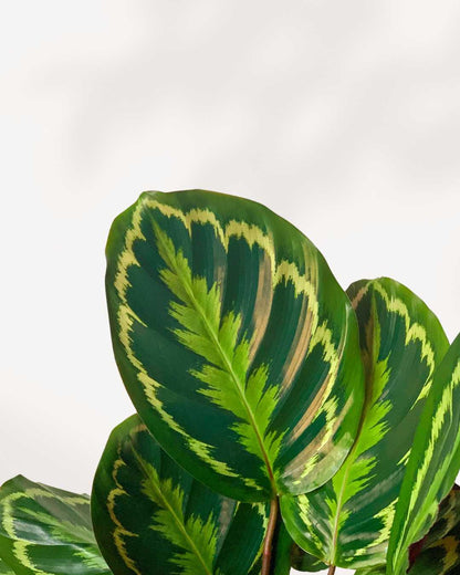 Close-up of Calathea Medallion's round patterned leaves