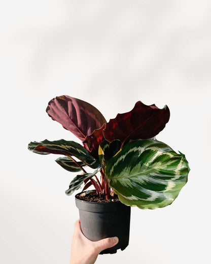 Top view of Calathea Medallion's foliage