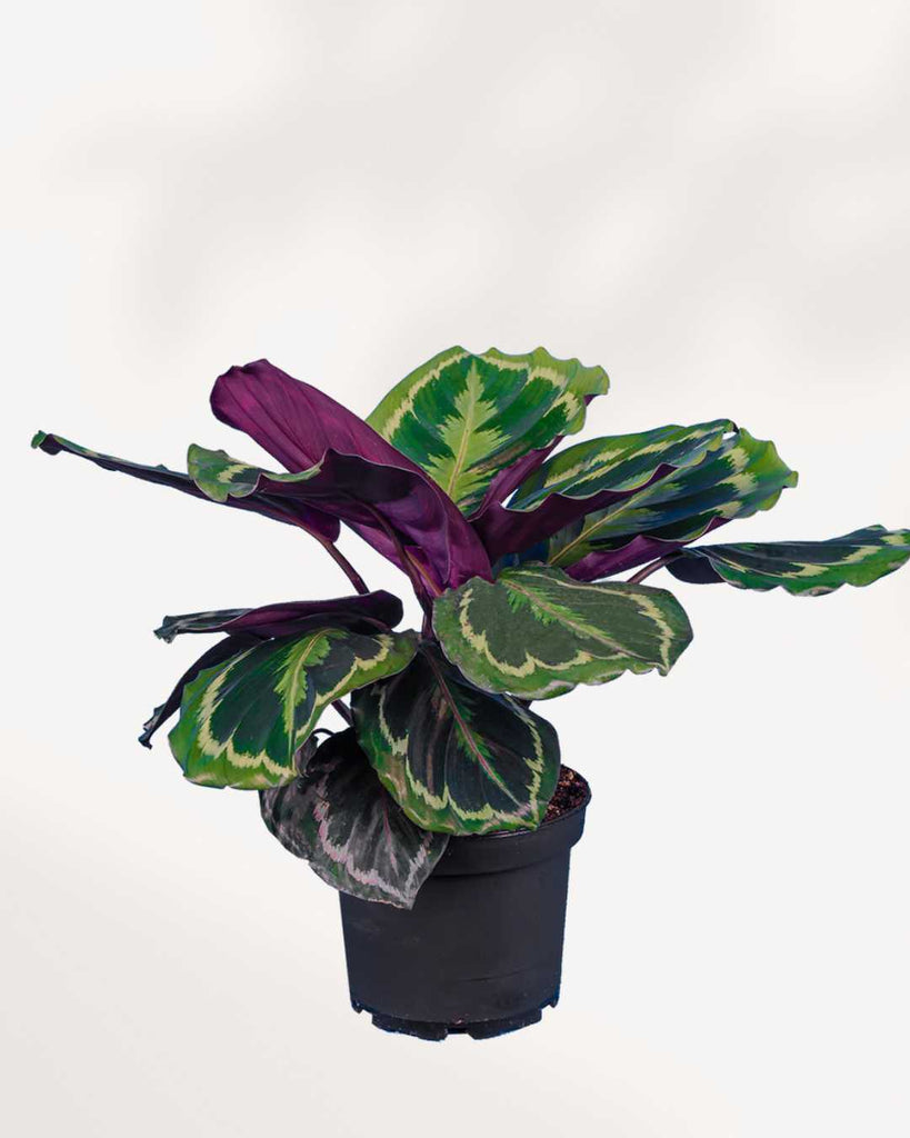Calathea Medallion 6" Pot - Medium