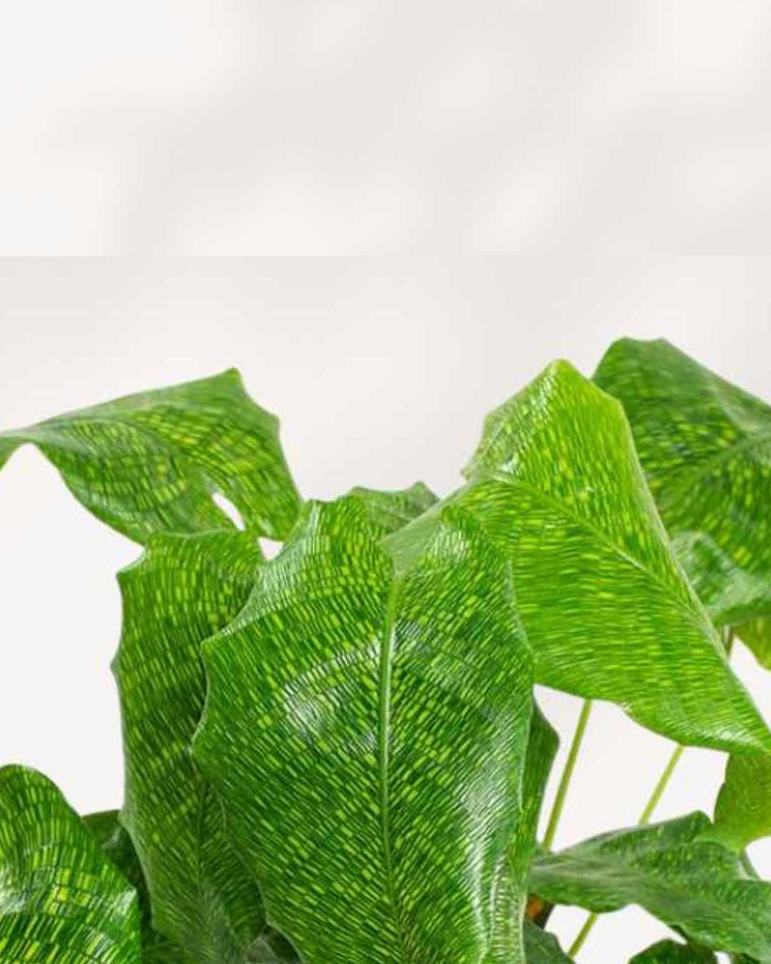 Calathea Musaica Network plant on a shelf