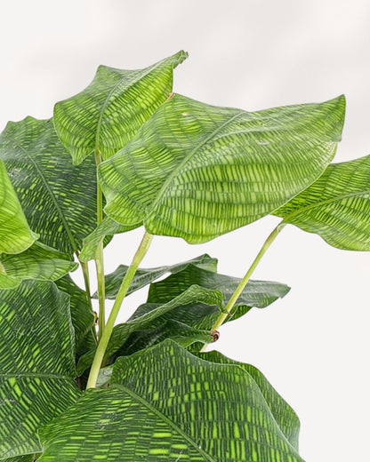 Calathea Musaica Network plant in a pot