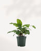 Calathea Musaica Network | Buy Online