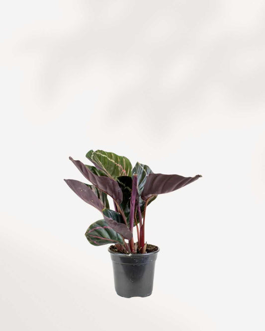 Calathea Red Mojo 2.5" Pot - XSmall
