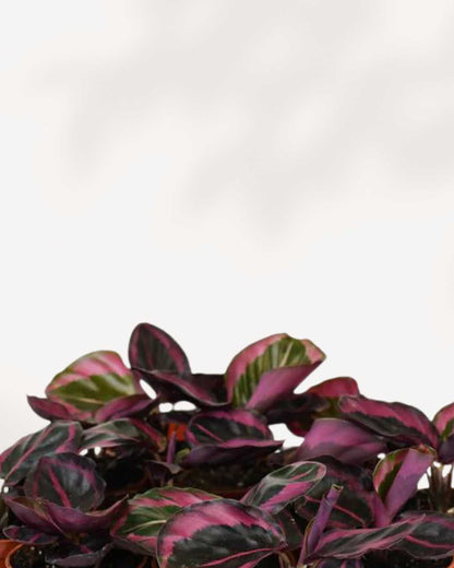 Close-up of Calathea Red Mojo's red-backed leaves