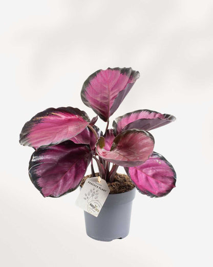 Calathea Rosea Picta Rosy 6" Pot - Medium