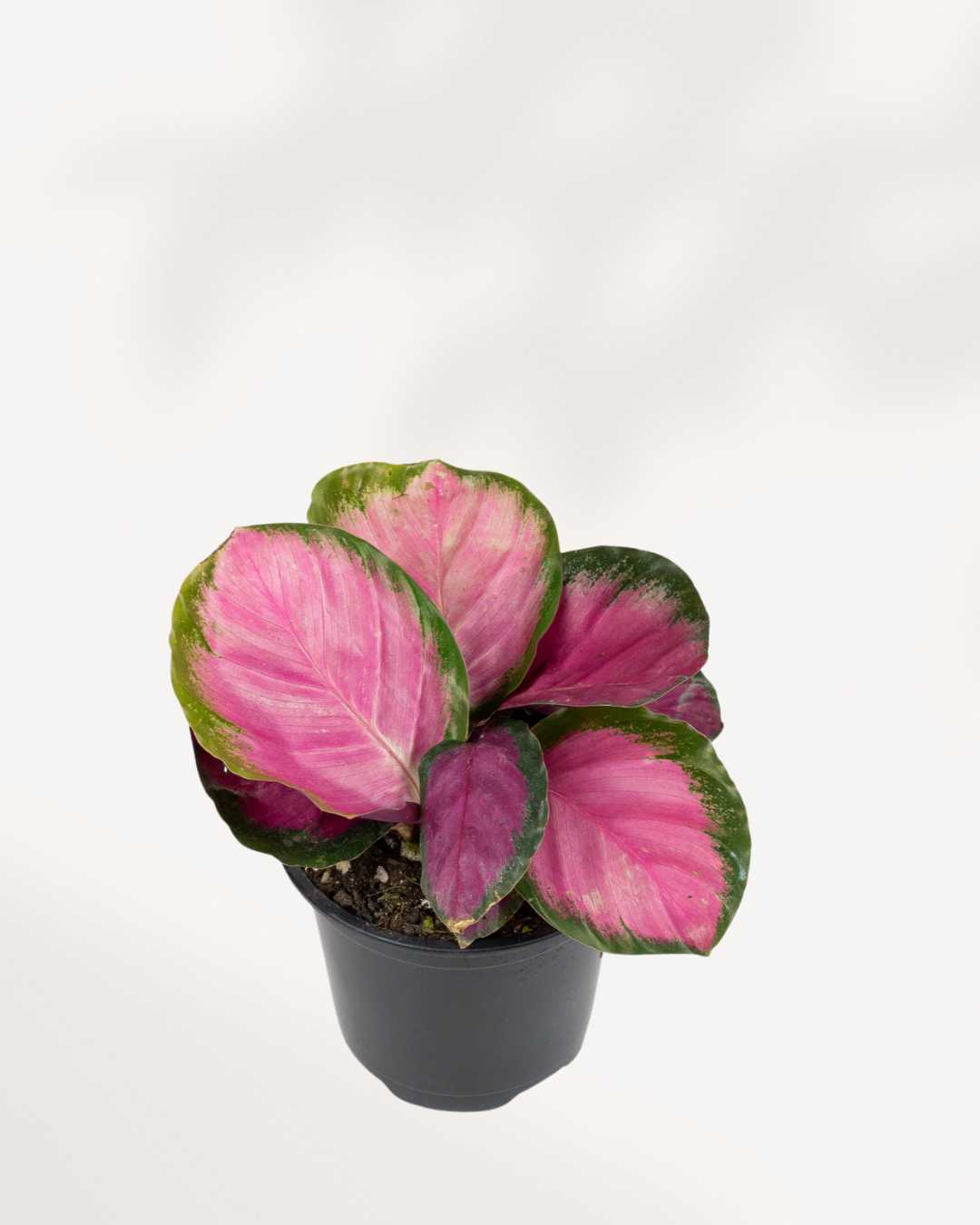 Close-up of Calathea Roseopicta Rosy's pink-veined leaves