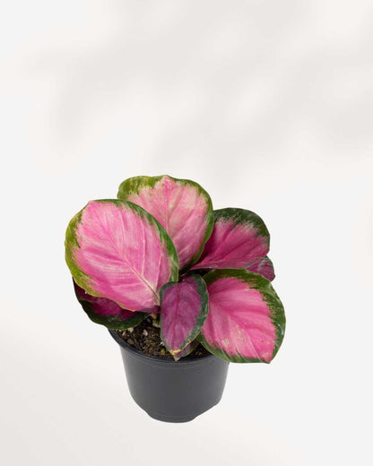 Close-up of Calathea Roseopicta Rosy's pink-veined leaves
