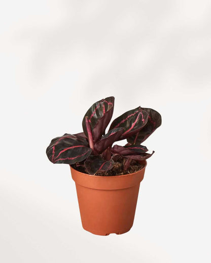 Calathea Roseopicta Dottie