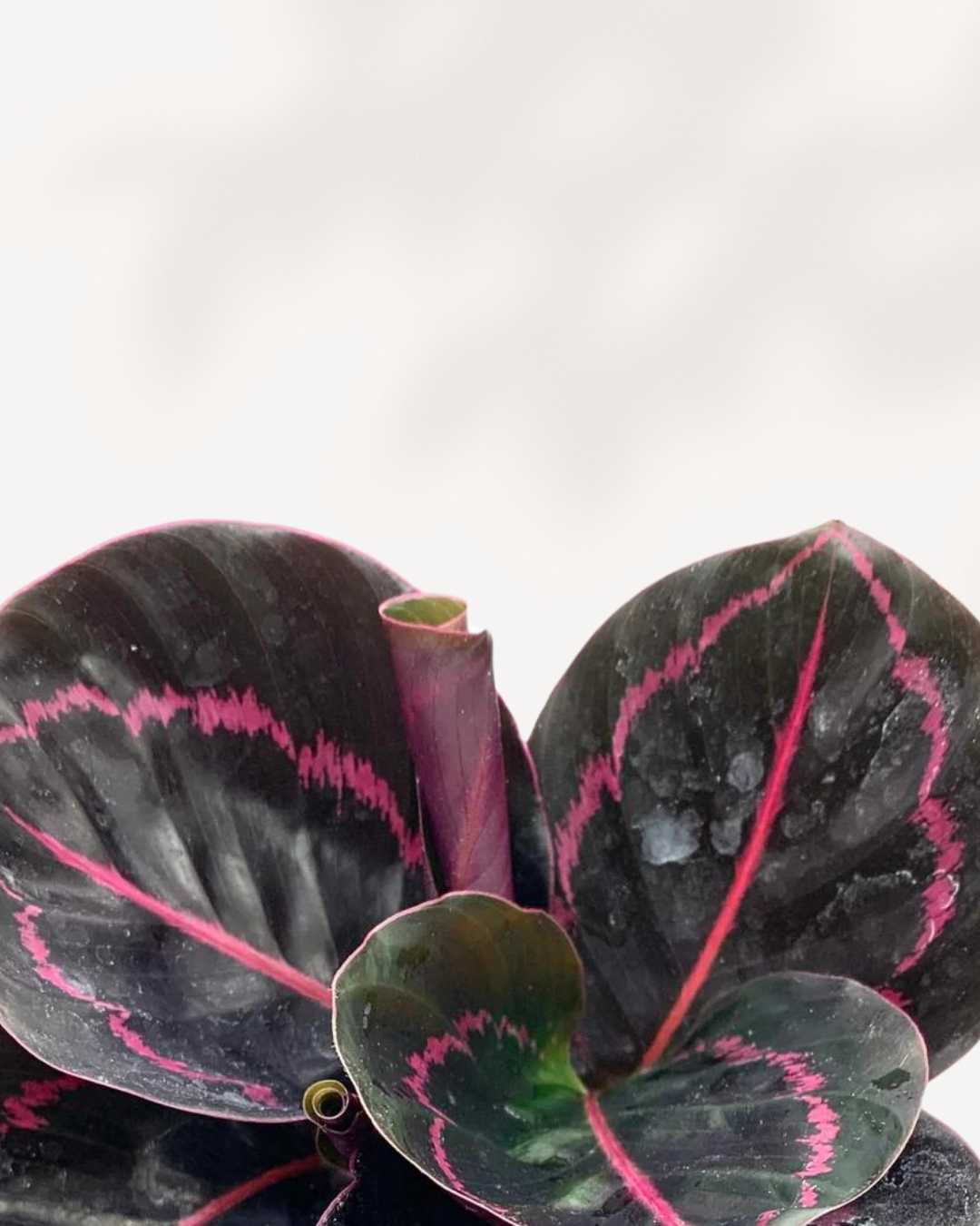 Calathea Roseopicta Dottie