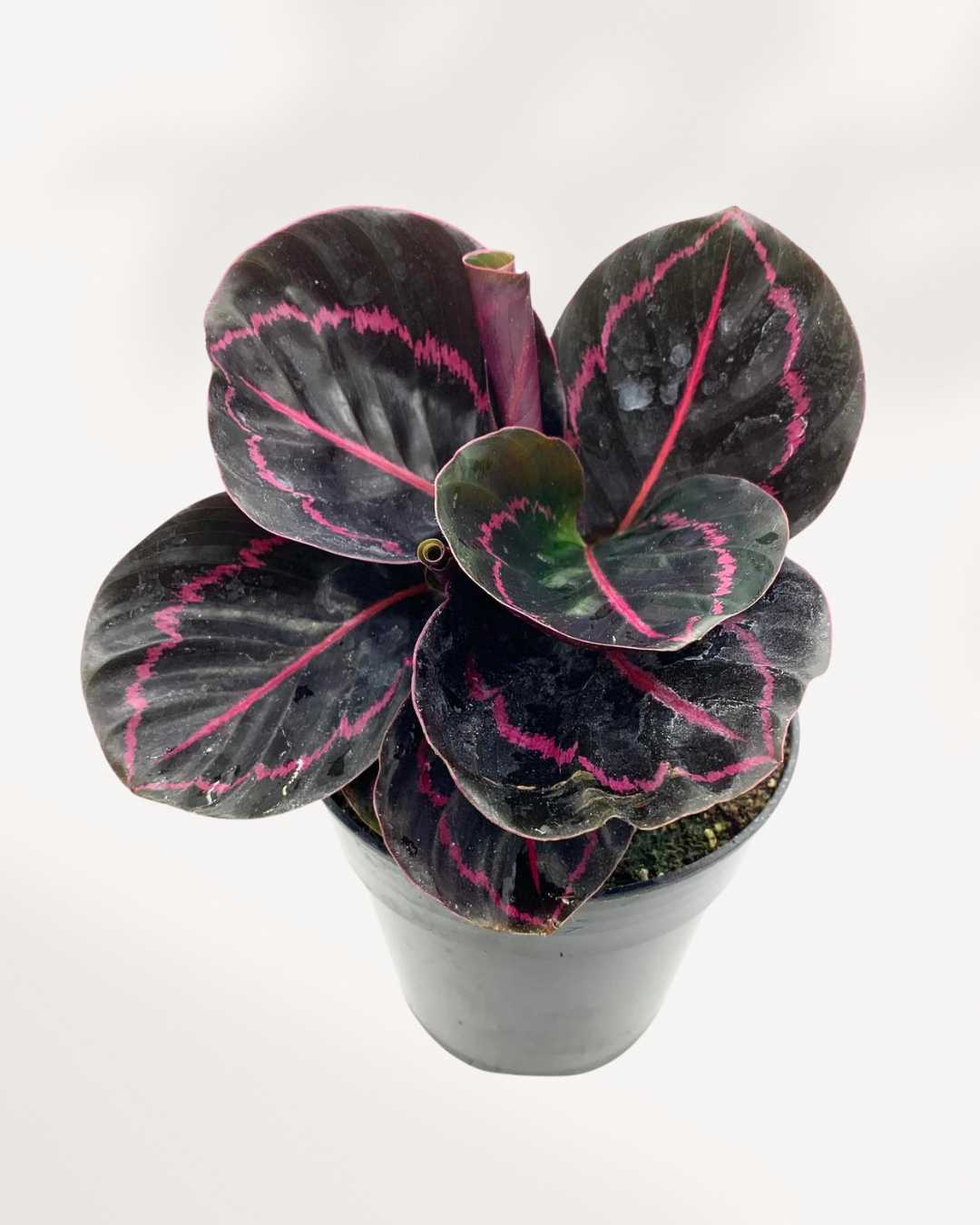 Calathea Roseopicta Dottie 6" Pot - Medium