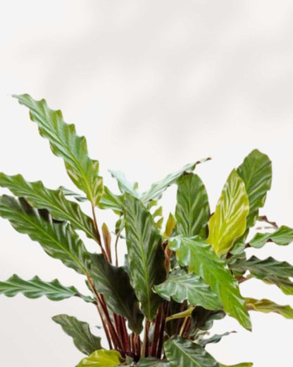 Close-up of Calathea Rufibarba's fuzzy, wavy-edged leaves