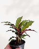 Calathea Rufibarba plant in a pot