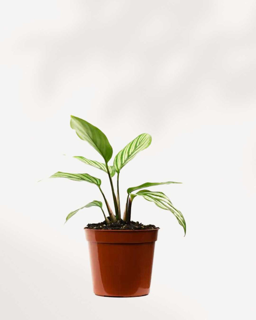 Calathea Vittata 3.5" Pot - X-Small