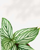 Close-up of Calathea Vittata's striped leaves