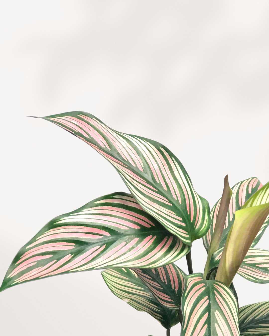 Calathea White Star