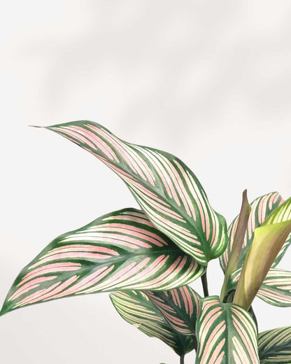 Calathea White Star