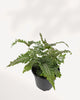 Candy Stripe Fern plant in a pot