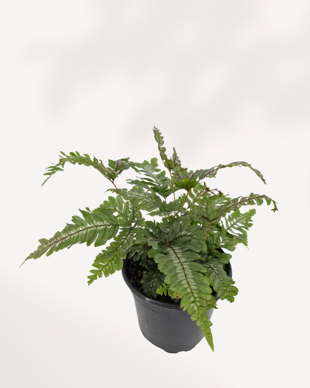 Candy Stripe Fern plant in a pot