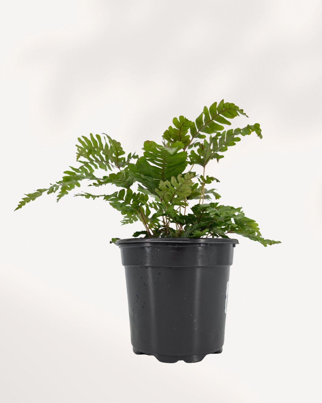 Candy Stripe Fern's arching variegated foliage
