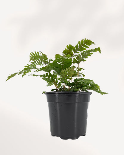 Candy Stripe Fern's arching variegated foliage
