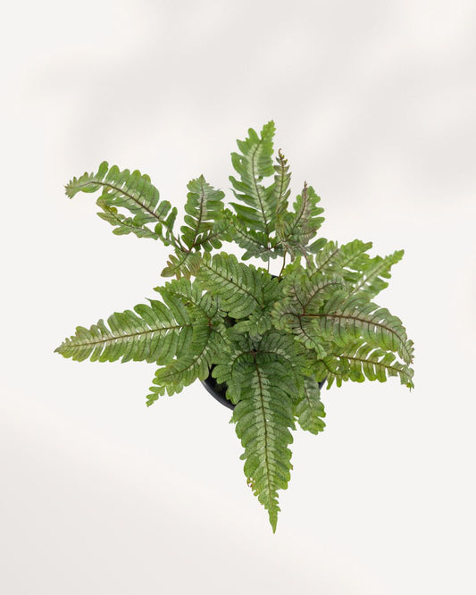 Candy Stripe Fern plant in a pot