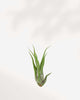 Tillandsia Caput Medusae with curling silvery-green tentacle-like leaves