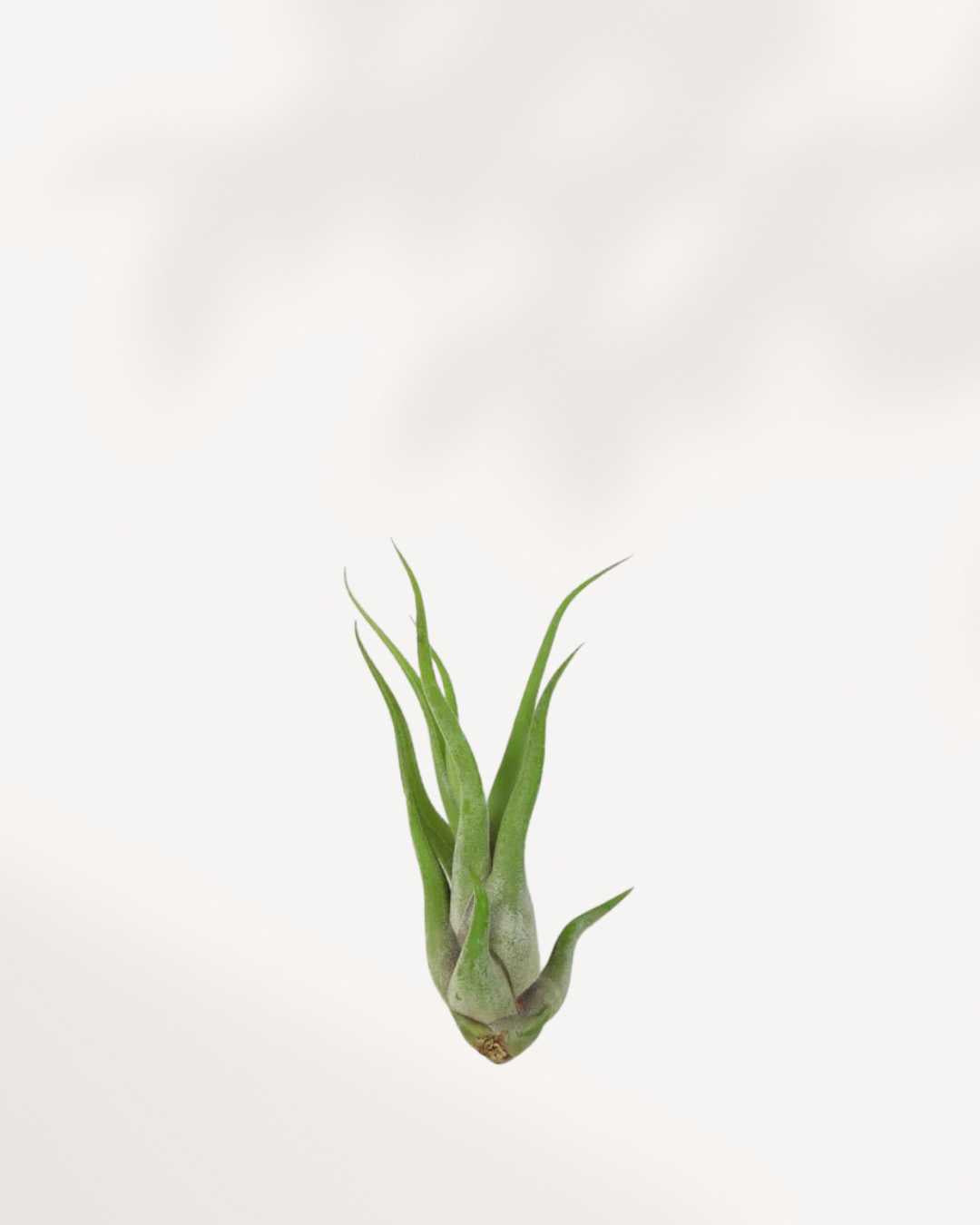 Tillandsia Caput Medusae with curling silvery-green tentacle-like leaves
