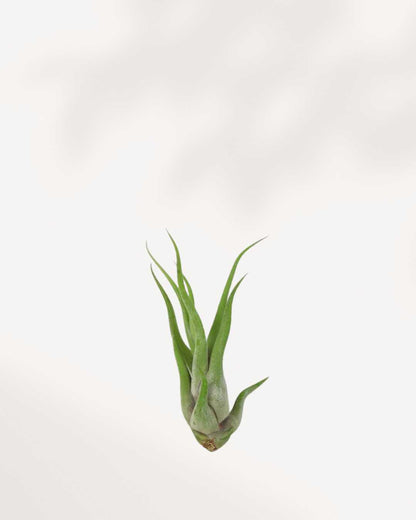 Tillandsia Caput Medusae with curling silvery-green tentacle-like leaves