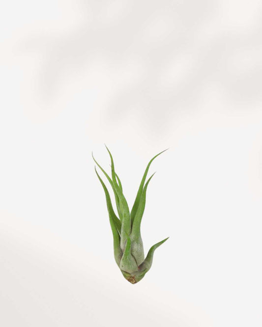 Tillandsia Caput Medusae with curling silvery-green tentacle-like leaves