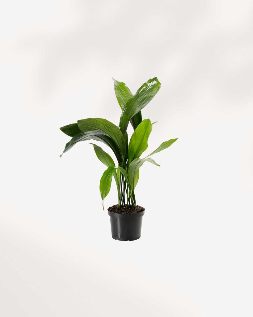 Cast Iron Plant