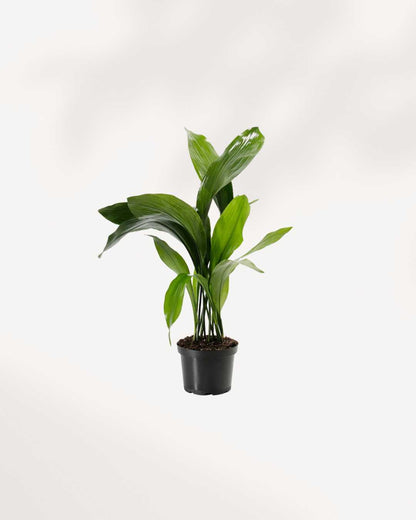 Cast Iron Plant