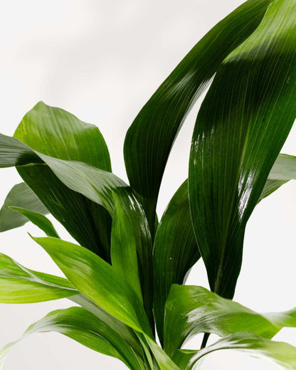 Cast Iron Plant