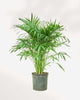 Cat Palm 10" Pot - Medium