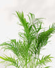 Close-up of Cat Palm's arching fronds