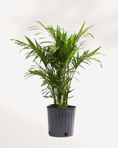 Cat Palm plant in a pot