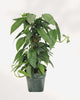 Pothos Cebu Blue Totem Medium Totem 6"
