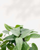 Pothos Cebu Blue Totem Leaf Closeup