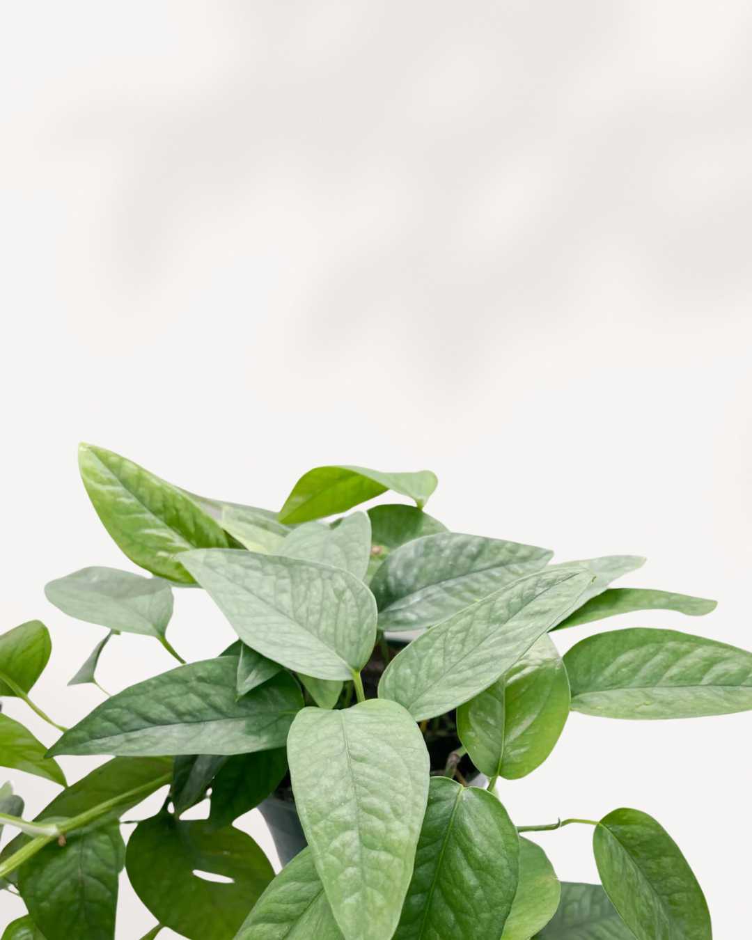 Pothos Cebu Blue Totem Leaf Closeup
