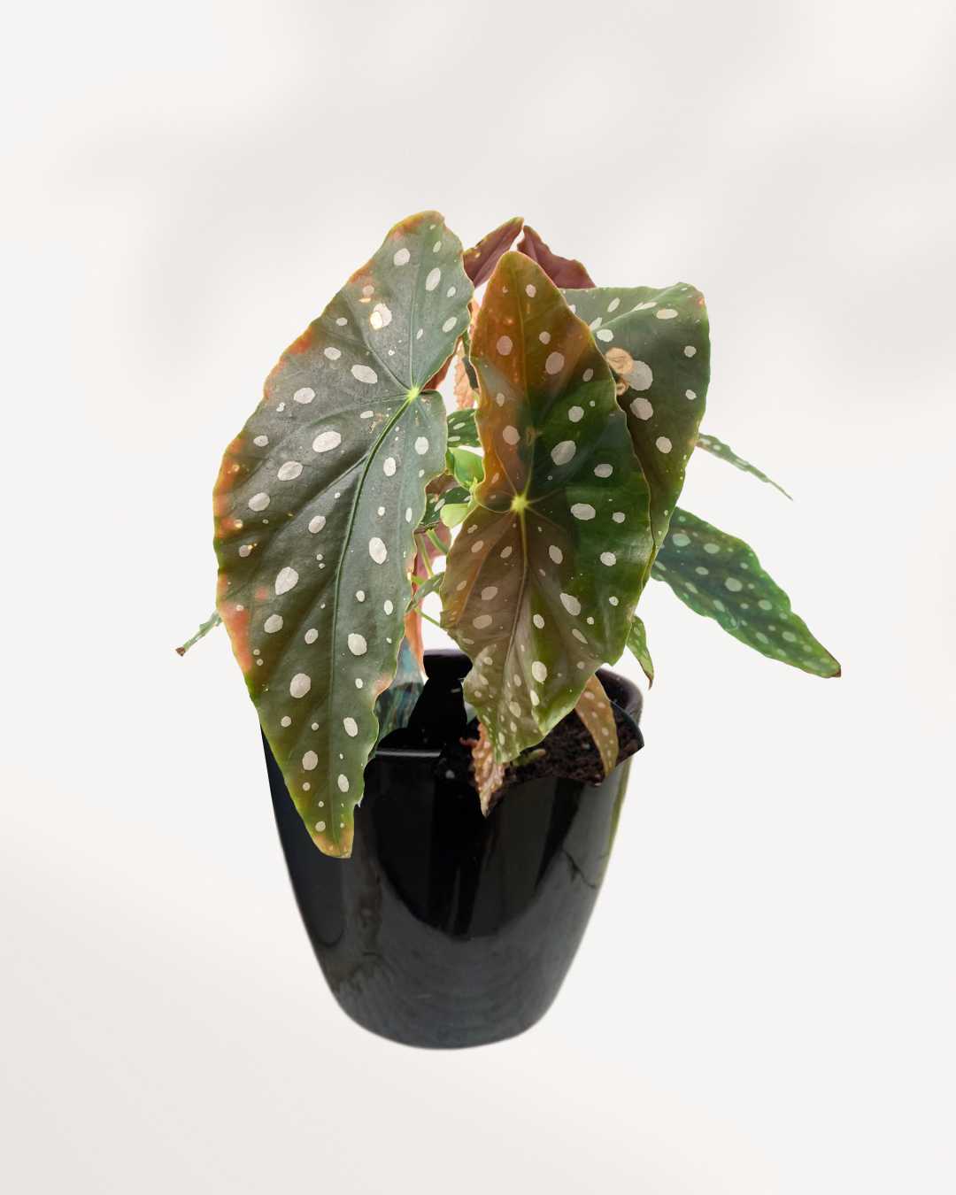 Glossy Ceramic Planter