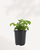 China Doll Plant indoor houseplant front view with lush glossy green foliage, elegant compact shape, and vibrant healthy leaves, ideal for bright modern homes and offices