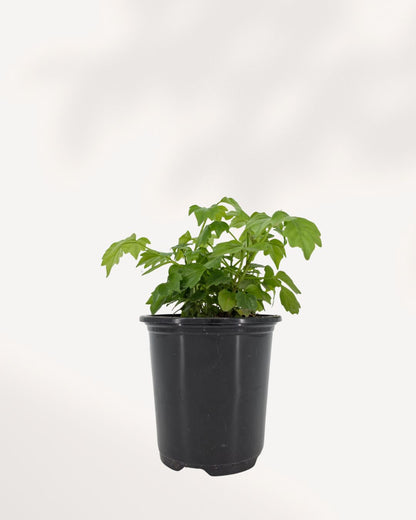 China Doll Plant indoor houseplant front view with lush glossy green foliage, elegant compact shape, and vibrant healthy leaves, ideal for bright modern homes and offices