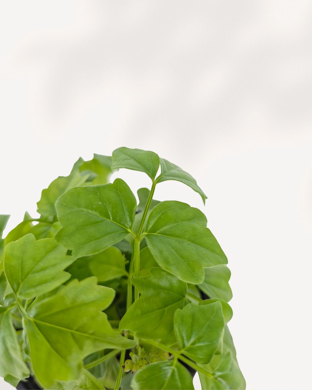 Close up of China Doll Plant leaves highlighting smooth shiny texture and fine leaf structure, showcasing a healthy premium indoor plant known for its refined tropical look.