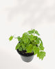 Top view of China Doll Plant showing dense symmetrical leaf growth and rich emerald green color, a popular low maintenance indoor plant for stylish living spaces.