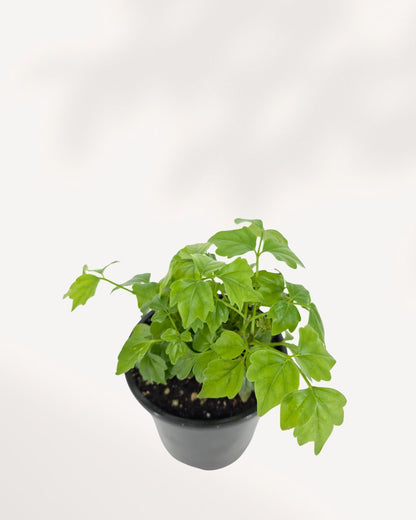 Top view of China Doll Plant showing dense symmetrical leaf growth and rich emerald green color, a popular low maintenance indoor plant for stylish living spaces.