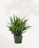 Chinese Evergreen Cutlass plant on a shelf