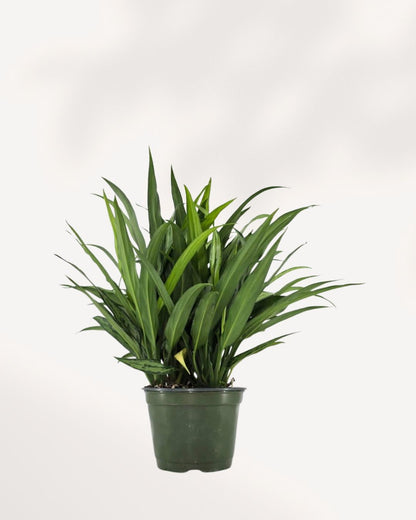 Chinese Evergreen Cutlass plant on a shelf