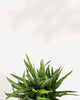 Close-up of Chinese Evergreen Cutlass's sword-like leaves