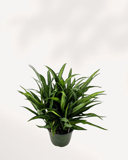 Chinese Evergreen Cutlass plant in a pot