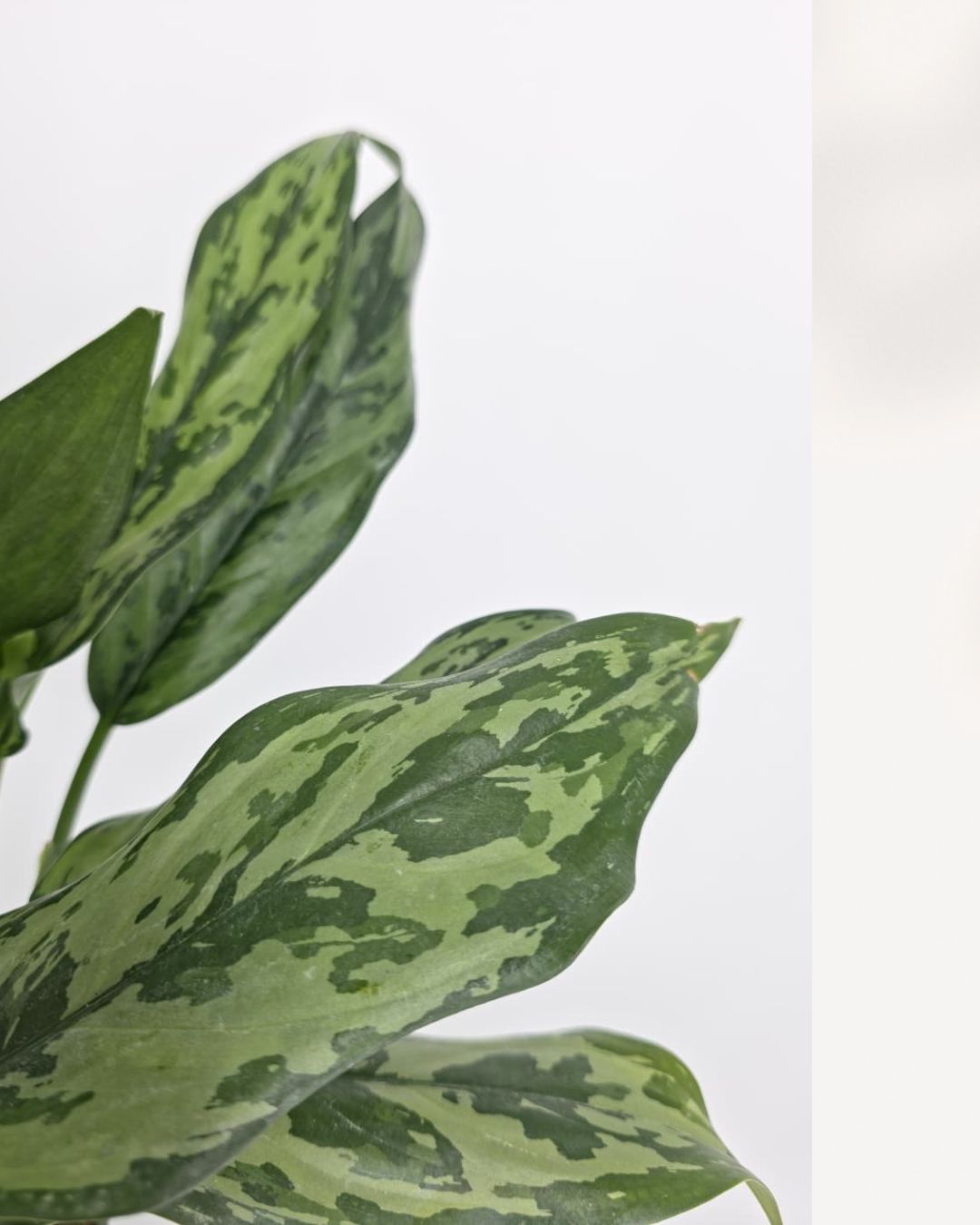 Close-up of Chinese Evergreen Jubilee's silver-green leaves